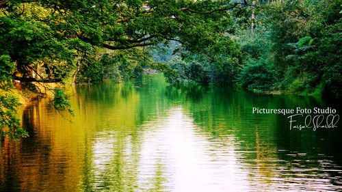 Scenic view of lake in forest