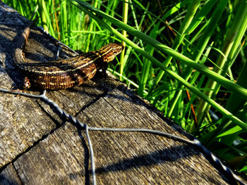 Close-up of insect on grass