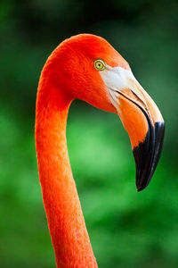 Pink flamingo head, beak and neck close up