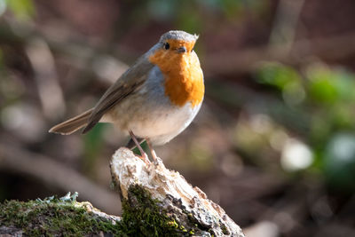 Close-up of bird perching on a tree