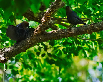 Bird perching on a tree