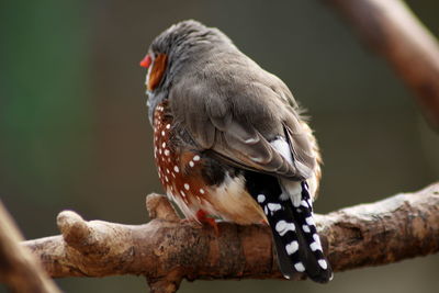 Close-up of owl perching on branch