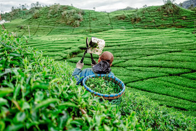 Rear view of man working at tea plantation