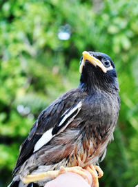 Close-up of a bird