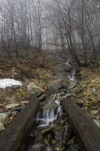 Stream flowing amidst trees in forest