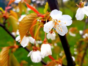 Close-up of white flowers blooming outdoors