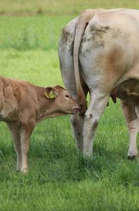 Cow grazing in grassy field