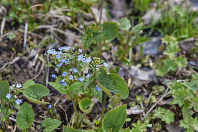 Close-up of purple flowering plant on field