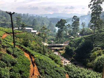 High angle view of trees on landscape