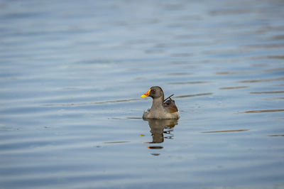 Bird swimming in lake