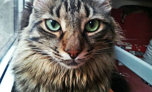 Close-up portrait of cat