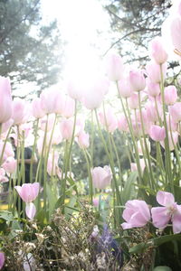 Close-up of pink flowering plants on field