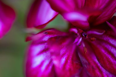 Close-up of pink rose flower