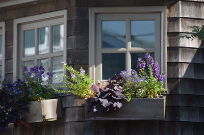 Low angle view of flowers on window