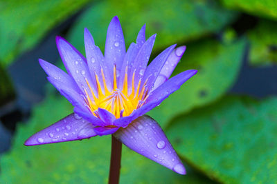 Close-up of wet purple water lily