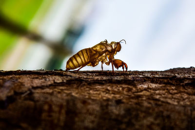 Close-up of insect on wood