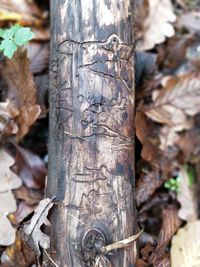 Close-up of tree trunk in forest