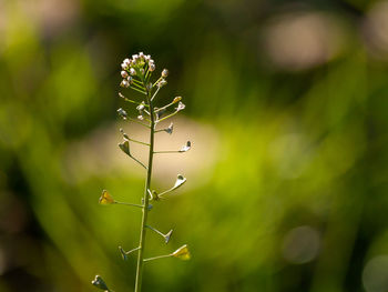 Close-up of flowering plant