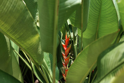 Close-up of green leaves