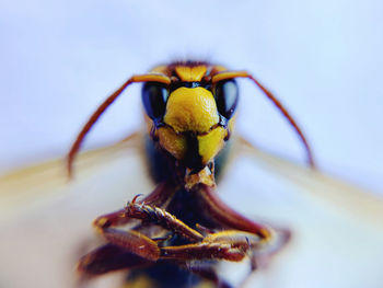 Close-up of bee