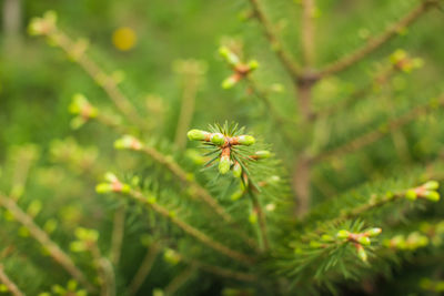 Close-up of flowering plant