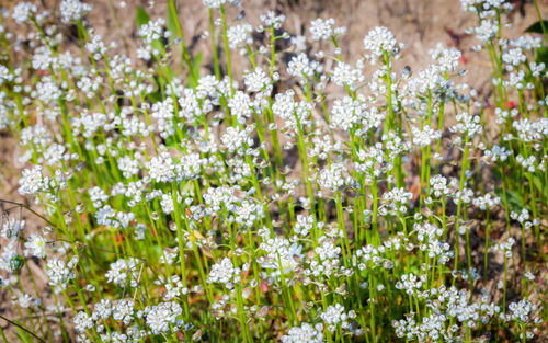 Close-up of white flowering plants