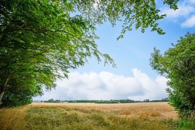 Scenic view of agricultural field against sky