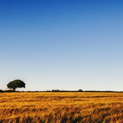 Scenic view of field against clear sky