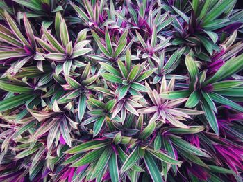 Full frame shot of purple flowering plants