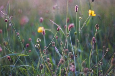 Close-up of flowering plants on field