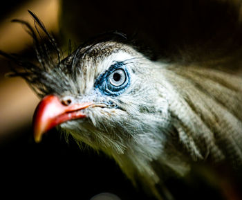 Close-up of bird