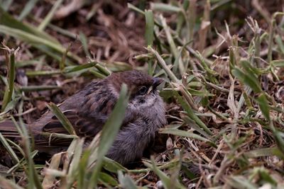 Close-up of a bird on land