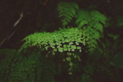 Close-up of raindrops on leaves