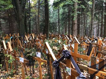 Panoramic view of trees in forest