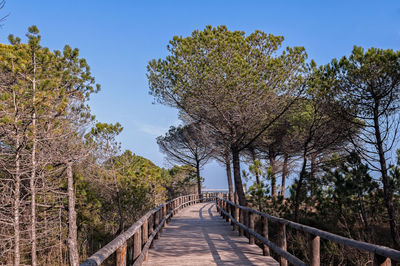 Empty road along trees and plants against sky