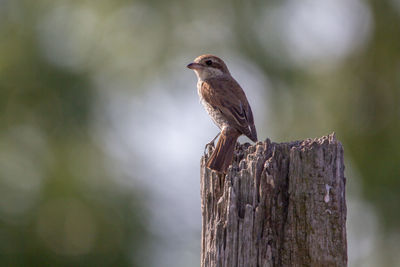 Close-up of bird perching on wooden post