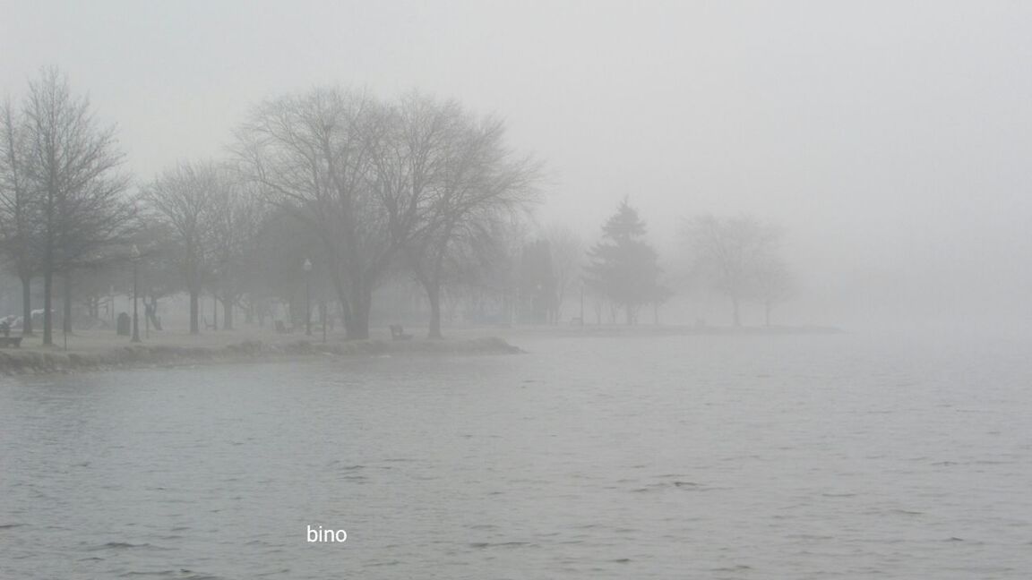 water, tree, fog, plant, waterfront, nature, cold temperature, tranquility, beauty in nature, winter, tranquil scene, sky, scenics - nature, bare tree, no people, day, lake, outdoors