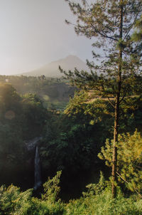 Scenic view of forest against sky