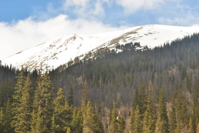 Panoramic view of trees on landscape against sky