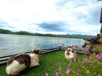 View of dog on lake against sky