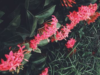 Close-up of red flowers