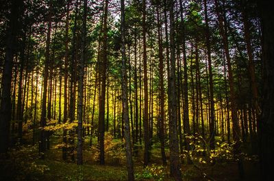 Trees in forest