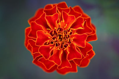 Close-up of red rose flower