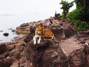 Cat sitting on rock by sea