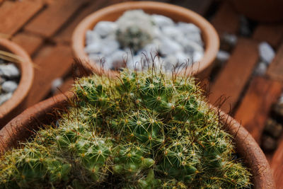 High angle view of potted plants