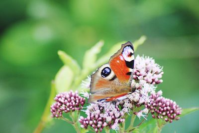 Butterfly on plant