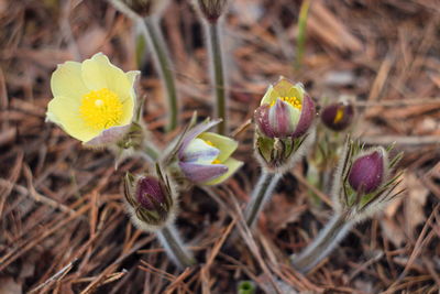 Close-up of crocus flowers on field