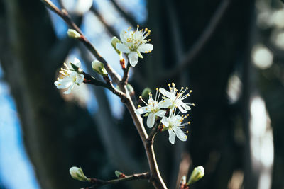 Close-up of white flowers on branch