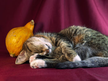 Close-up of a cat sleeping