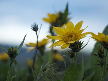 Close-up of yellow flowers blooming against sky